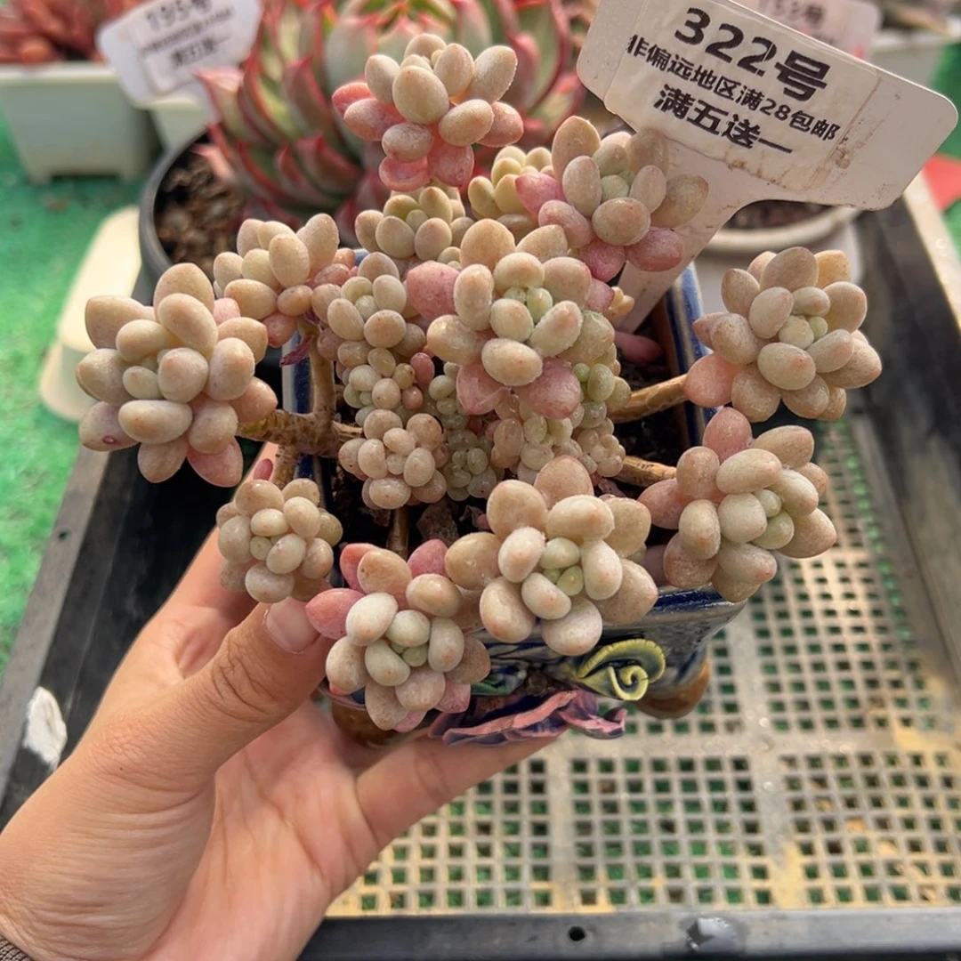 表妹精品多肉植物322.
