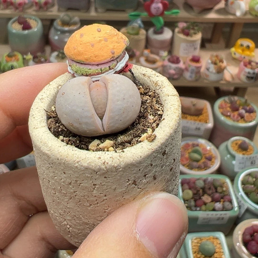 胡**耶多肉植物补差价