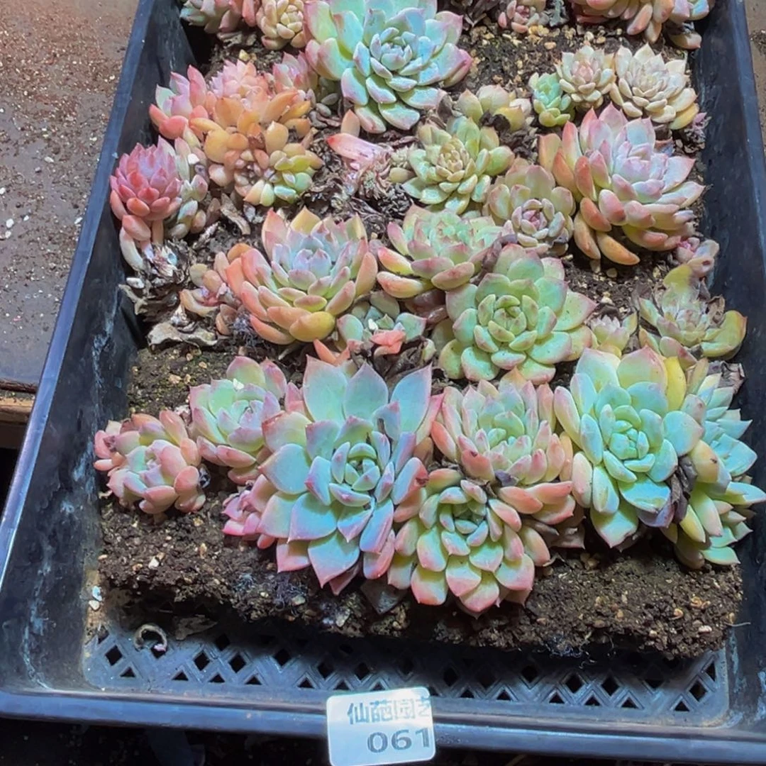 小***倩061多肉植物和植物在这里