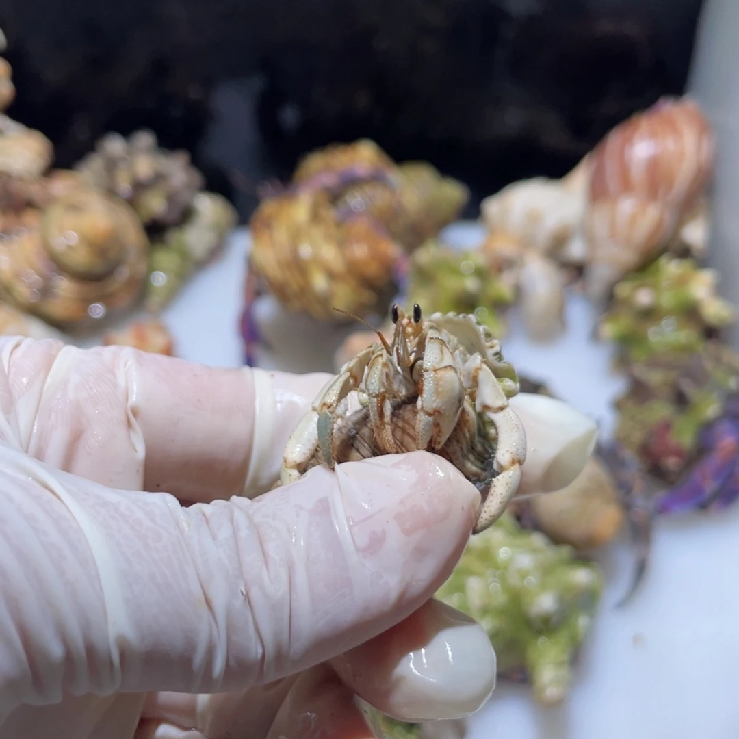 V22下播福利了紫陆少腿