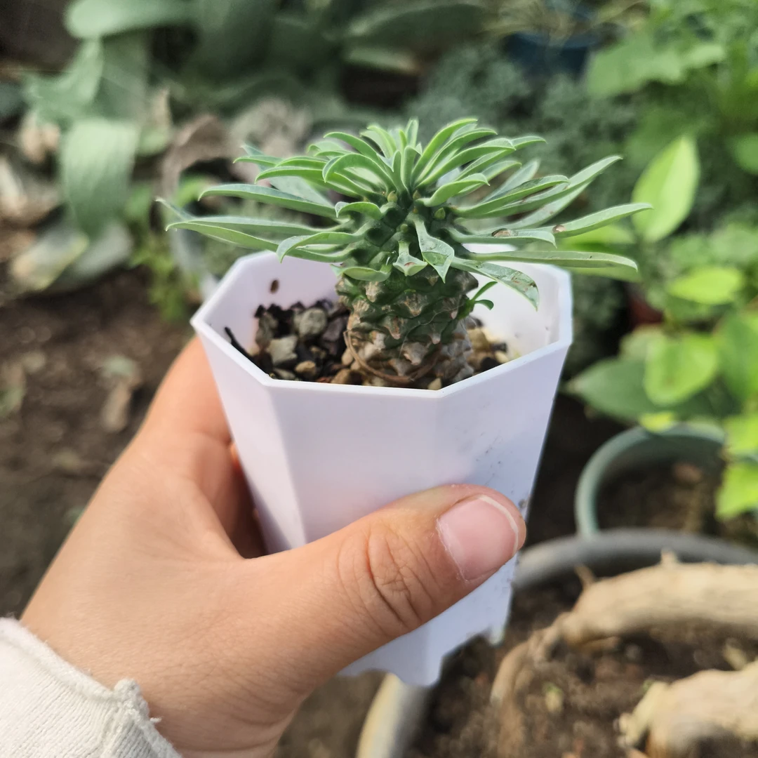 铁甲麒麟多肉植物室内好养桌面盆栽