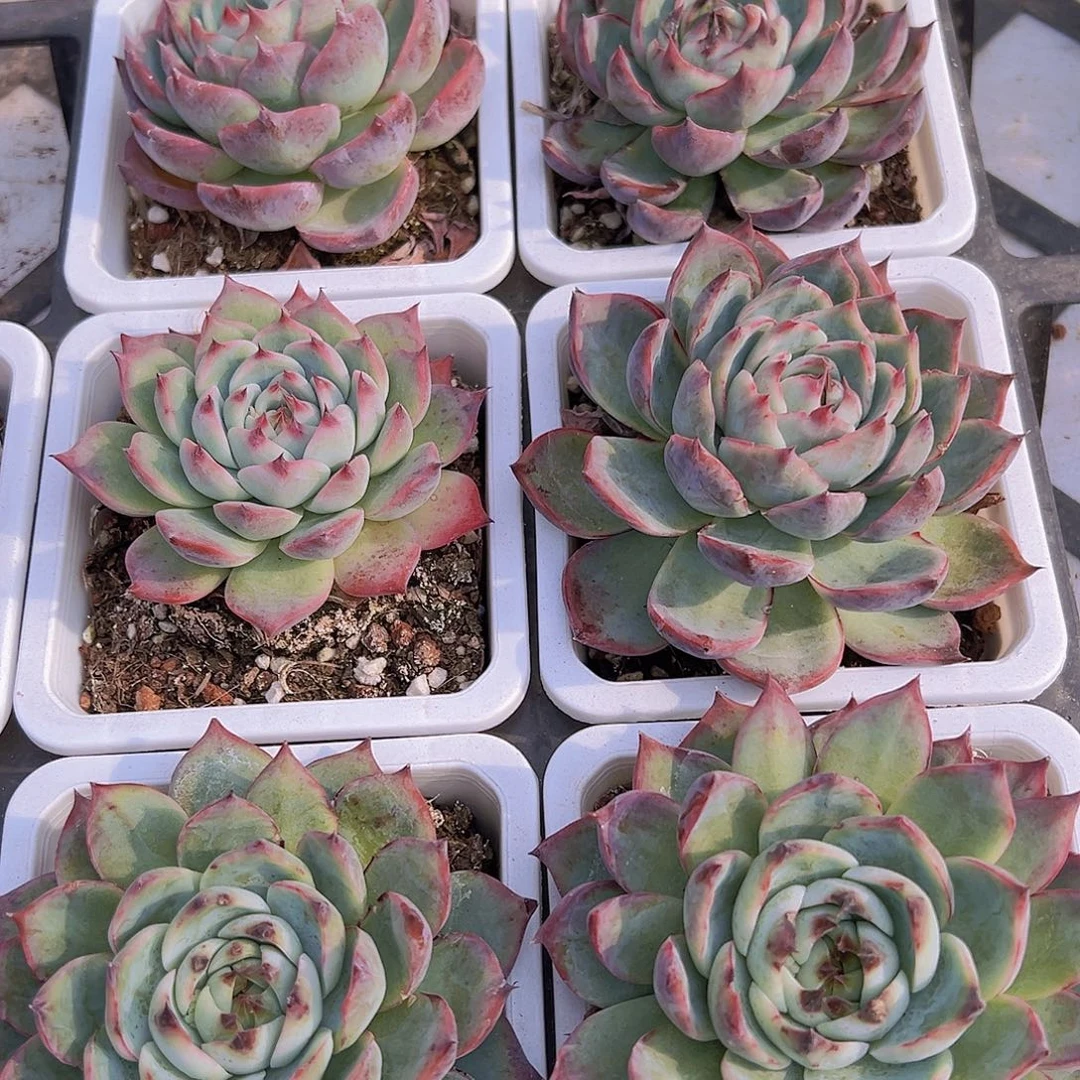 大吉娃娃19包邮多肉植物