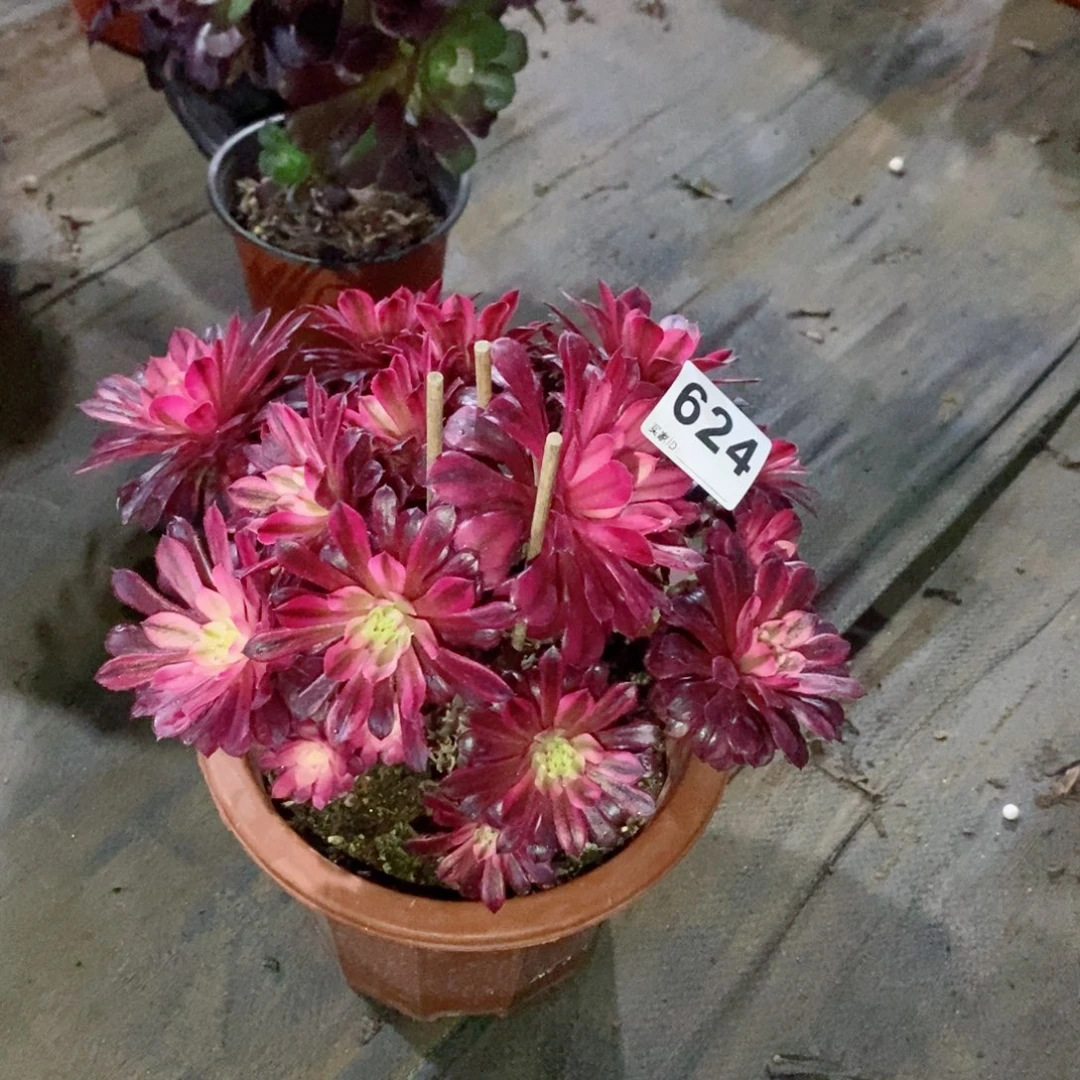 黑铜白624多肉1111