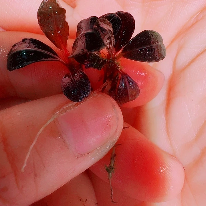 无花朵辣椒福利一份40