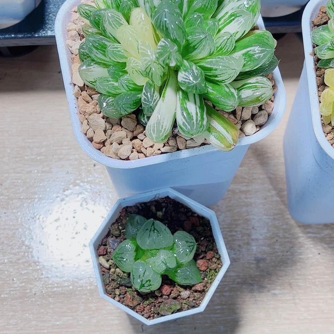两颗肉肉都是精品