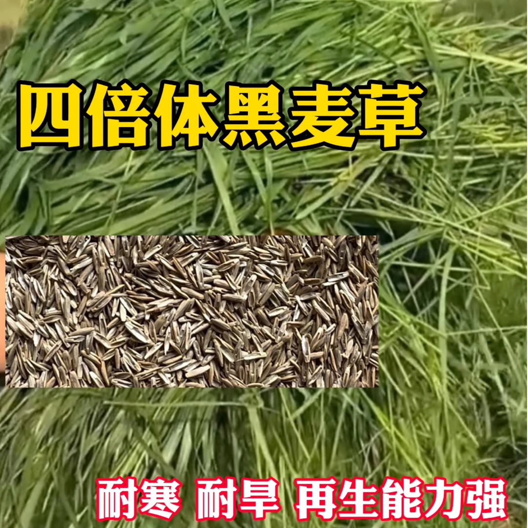 冬牧70黑麦草宽叶牧草种籽适合养牛猪羊鸡鸭鹅鱼兔高产冬天牧草