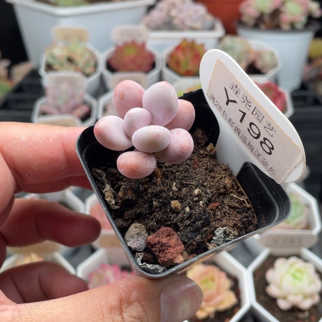 桃蛋0198-3.0厘米