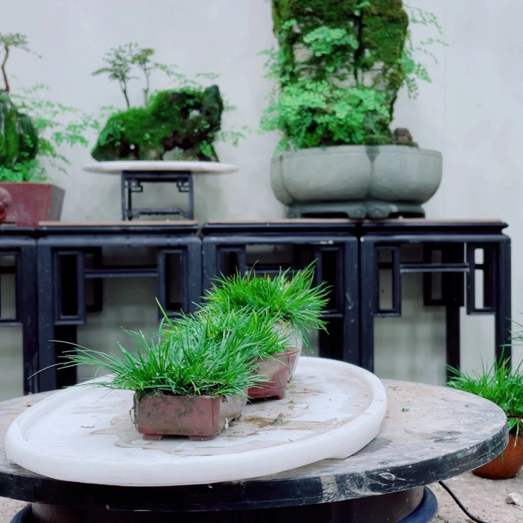 无铅玻璃珊*铁线蕨等植物的生长发育和