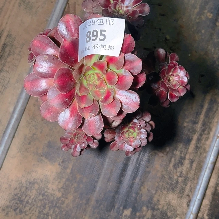 895晚霞多肉植物保护