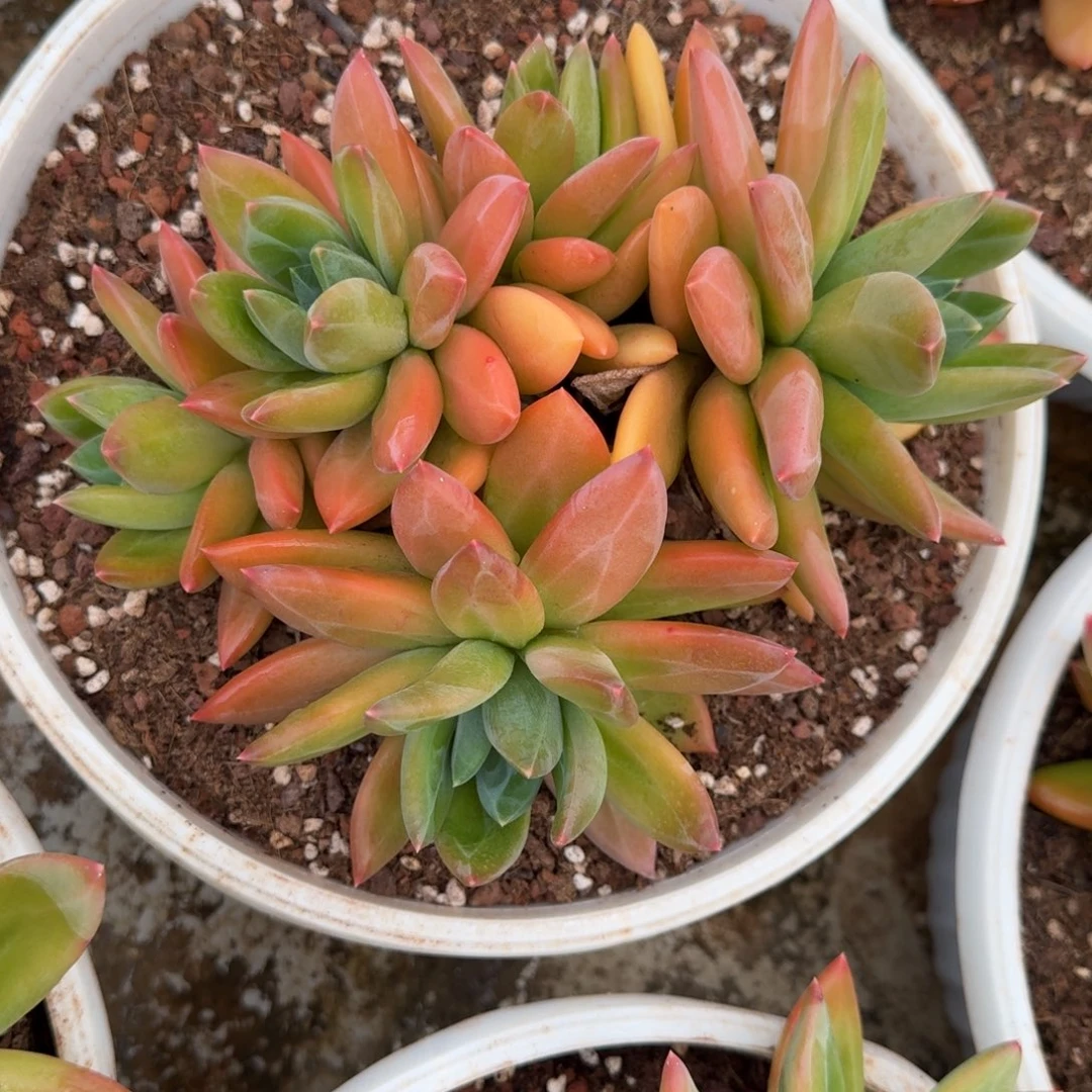 海洋之歌多肉植物