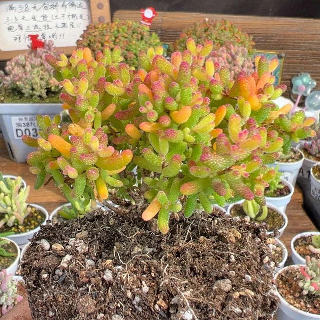 26-651假猪老桩小树直腿