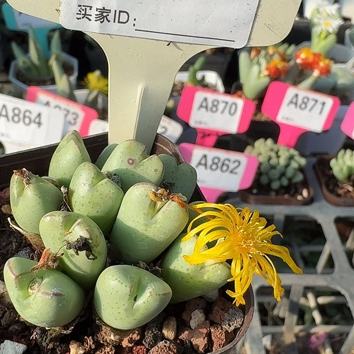 密密麻麻吗吗吗861