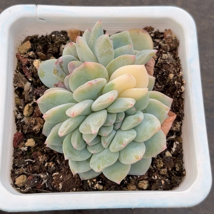 橙梦露锦一颗缀化