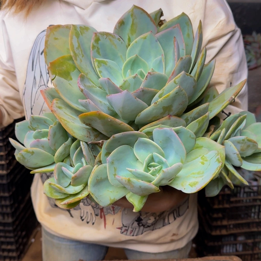 固***馆血凤 一颗 不包损50号