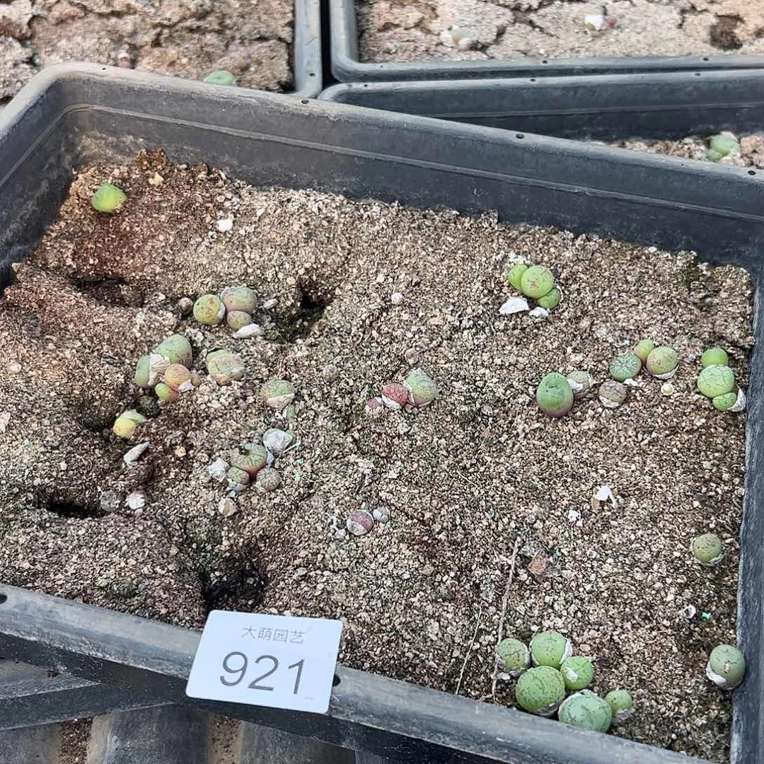 清框脱土发。     921