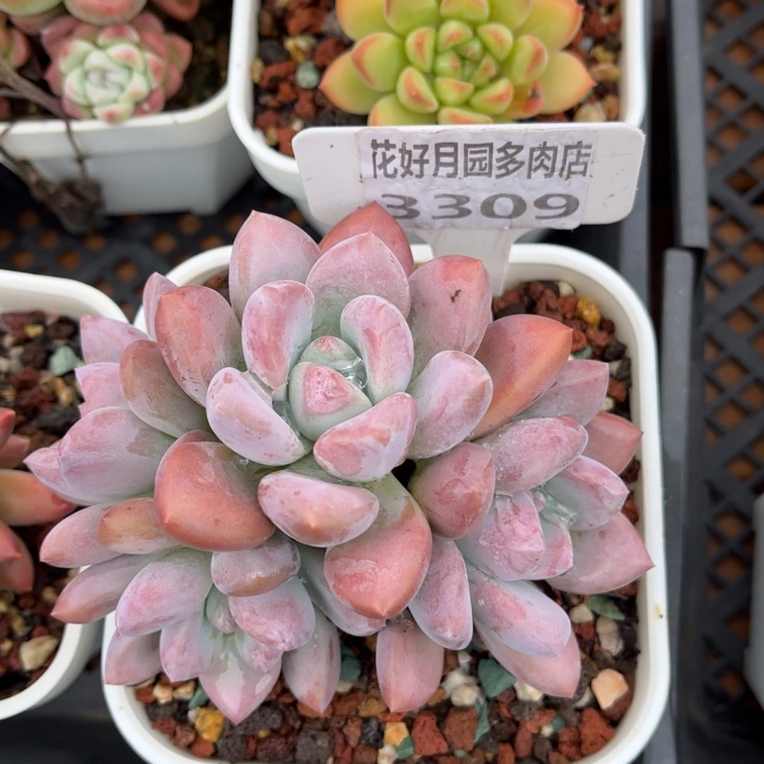 多肉植物3309 一定要拍个冷链哦