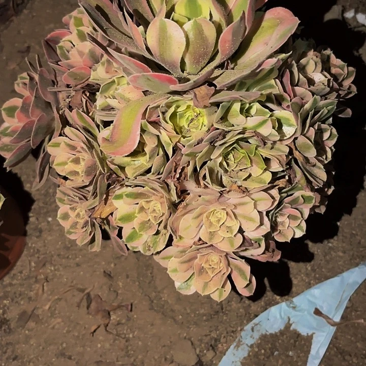 883妖月多肉植物不售后