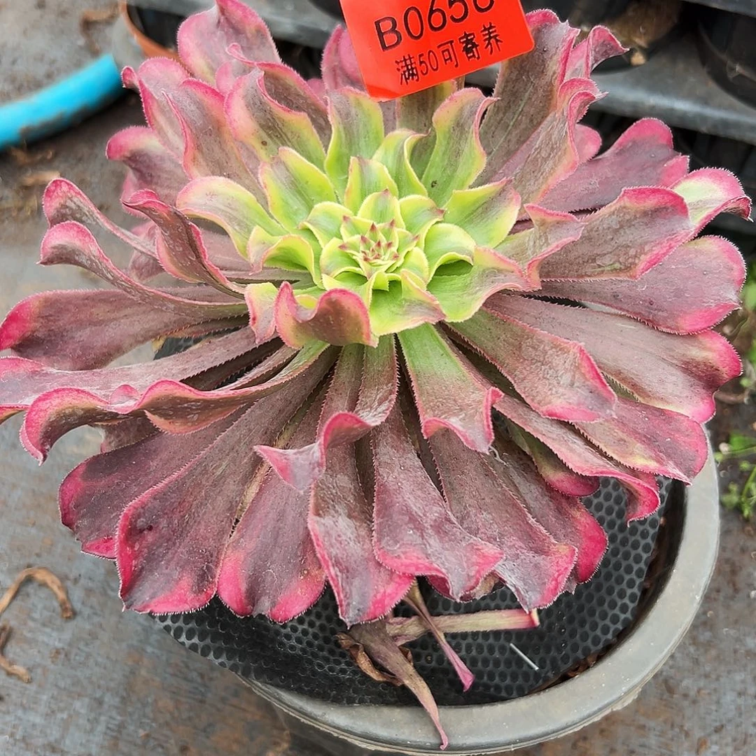 0656多肉植物红波澜