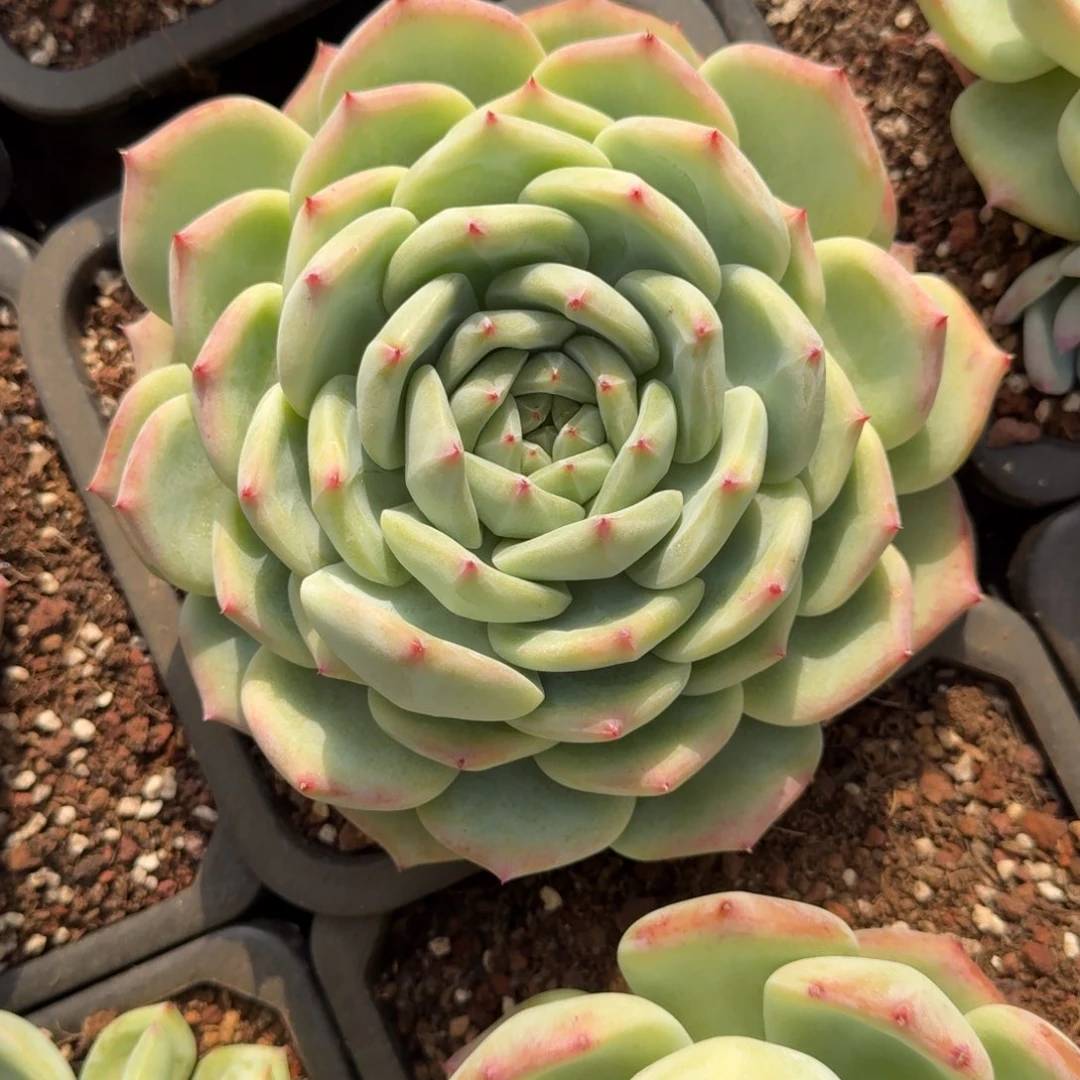 白拉糖多肉植物链接