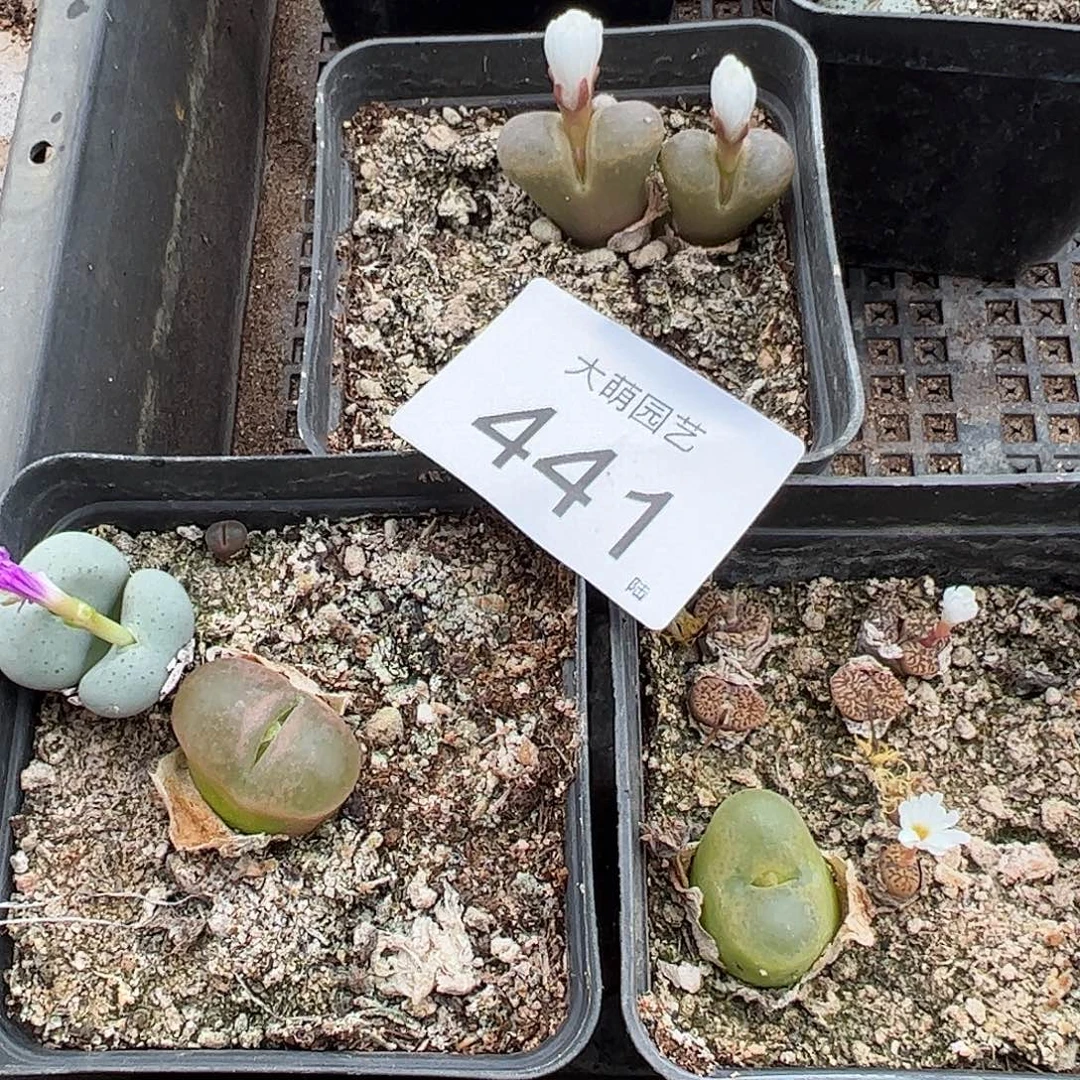 清框脱土发无售后默认有疤，441