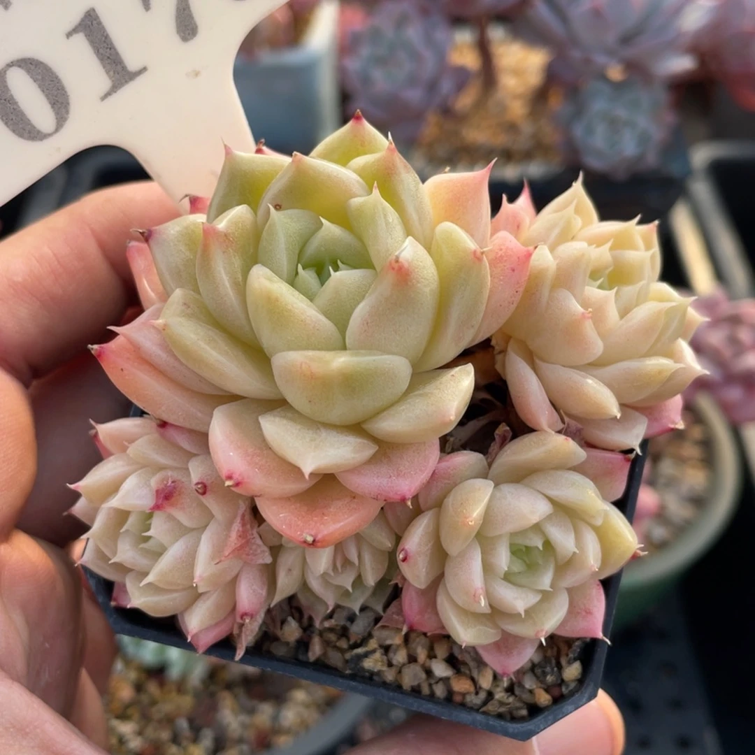 0178麦秆不带盆8厘米