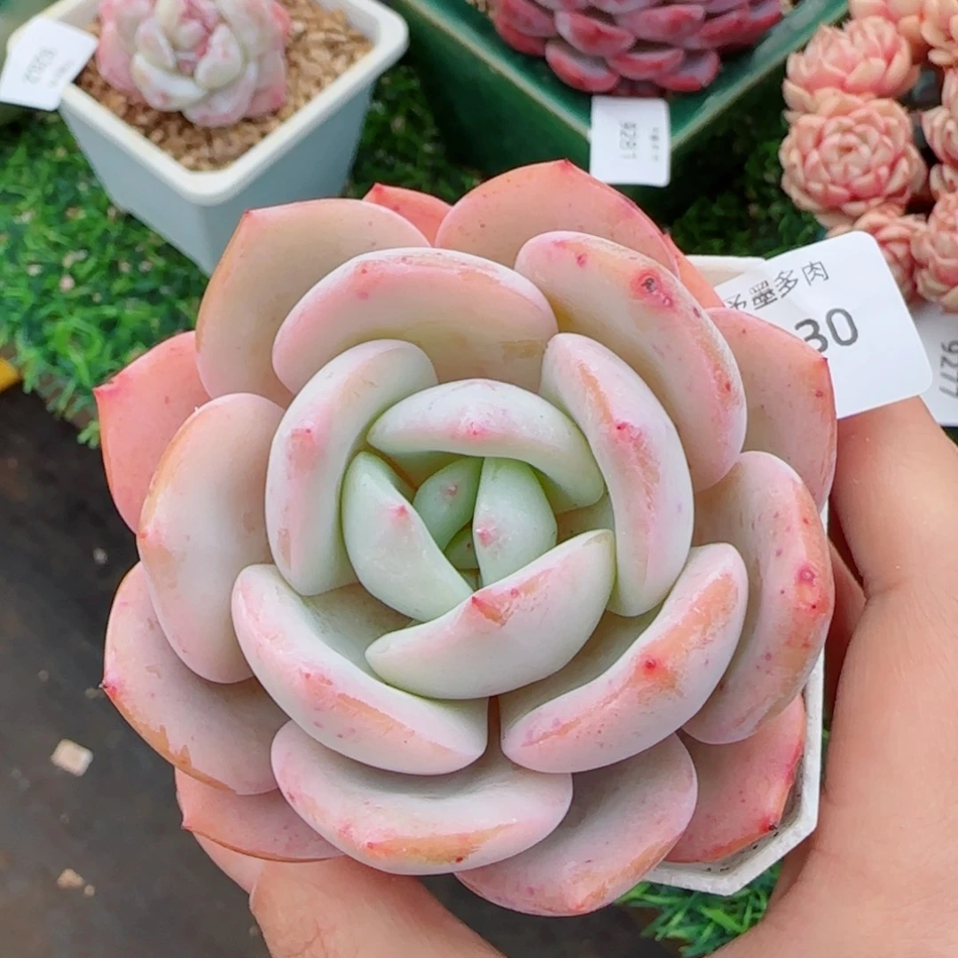 雪茶，9330多肉植物