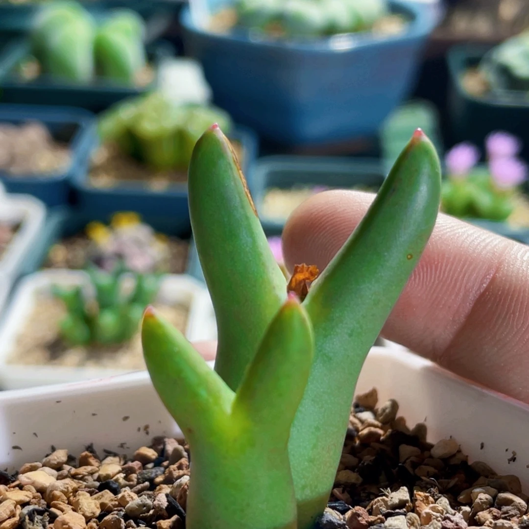 双头皮卡丘植物一物一拍