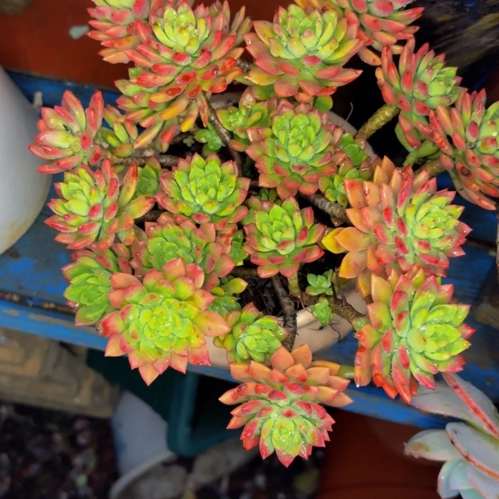 果***妈老桩精品肉肉马库斯