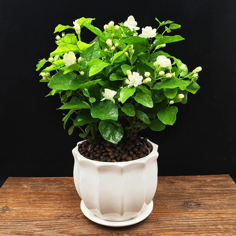 专柜品牌茉莉花盆栽室内开花观花植物阳台花卉盆栽驱蚊四季净化空