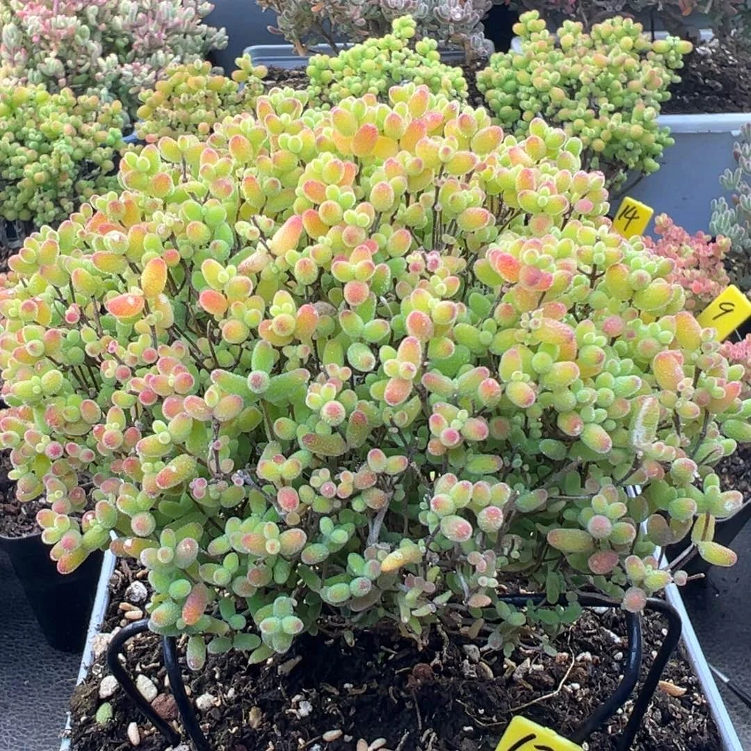 蜜橘糖球67号12cm盆