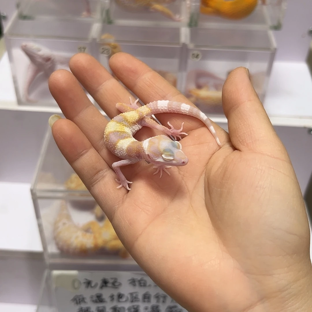 豹纹守宫豹纹守宫