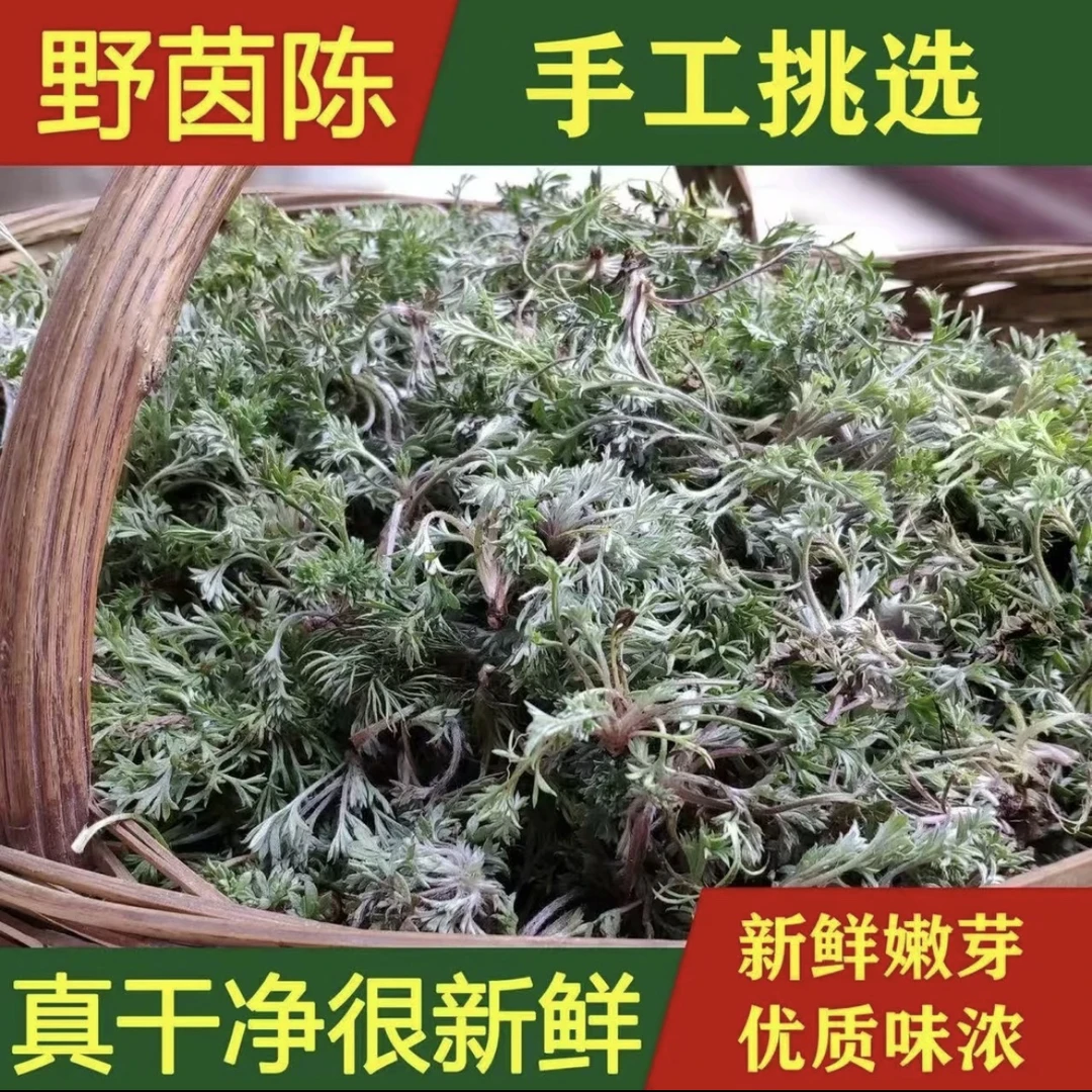 春天新鲜茵陈野生白蒿二月白蒿嫩芽野菜包邮白蒿新鲜茵陈茵陈野菜