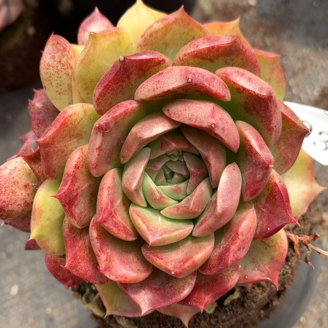 7893新年快乐发发发