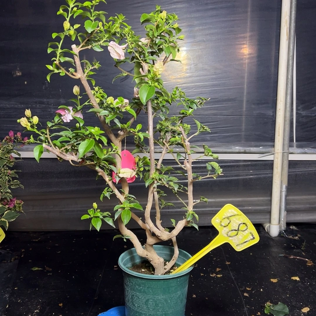 完全开放苹果花 原生小树头 687