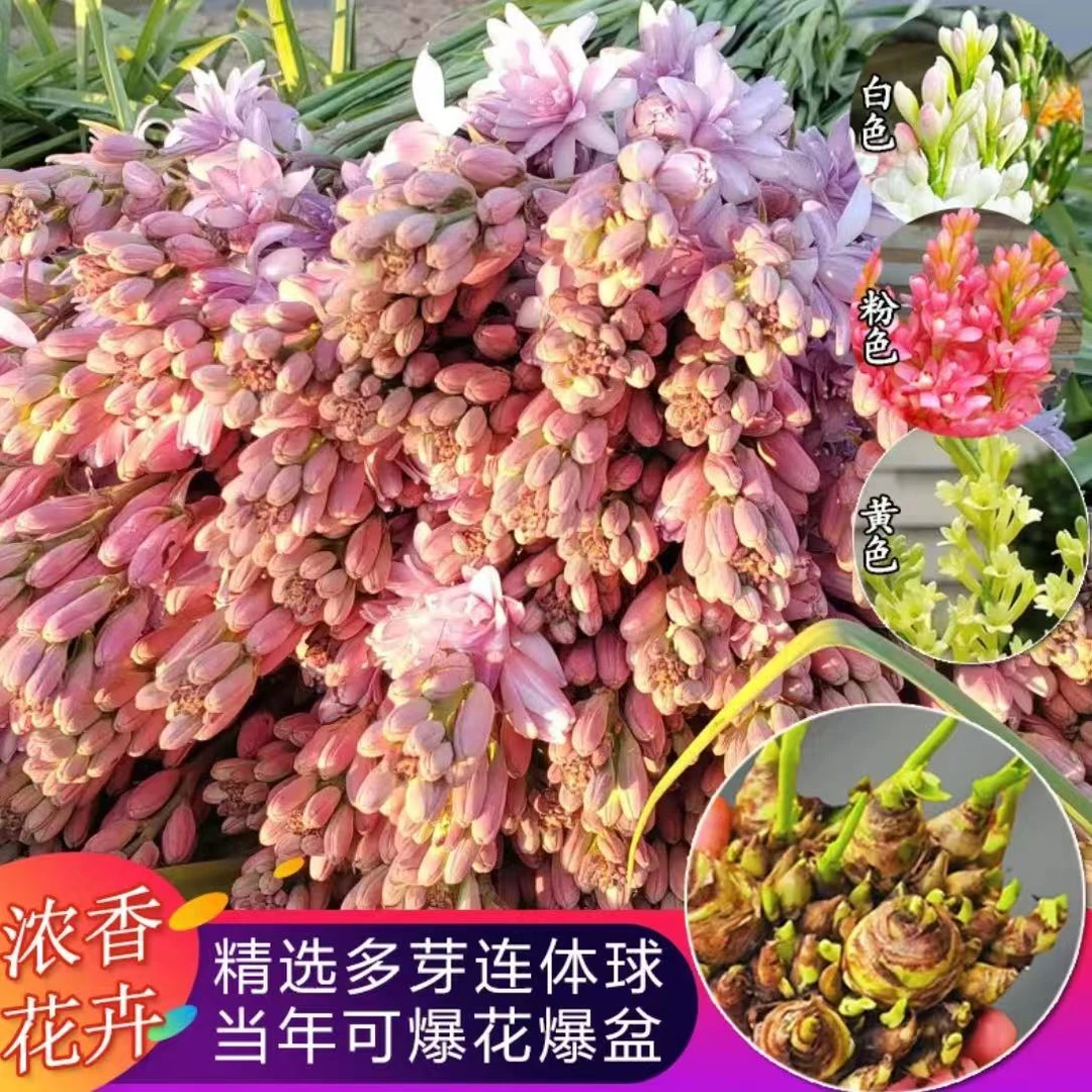 【浓香重瓣晚香玉】夏季驱蚊花卉多年生开花阳台庭院盆栽大花球根