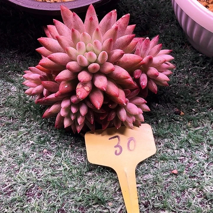 虞美人30号码牌子的话题了