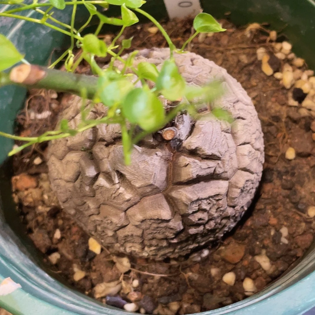 1070龟甲龙7.5公分不退换