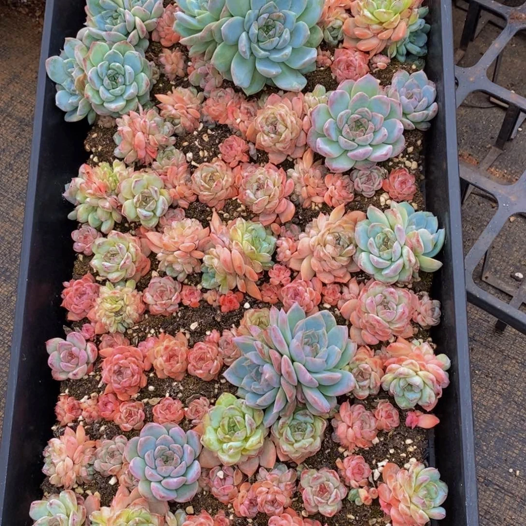 金***i907多肉植物保护研究所所长