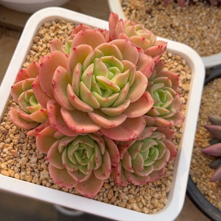 趴趴熊 阿松多肉园