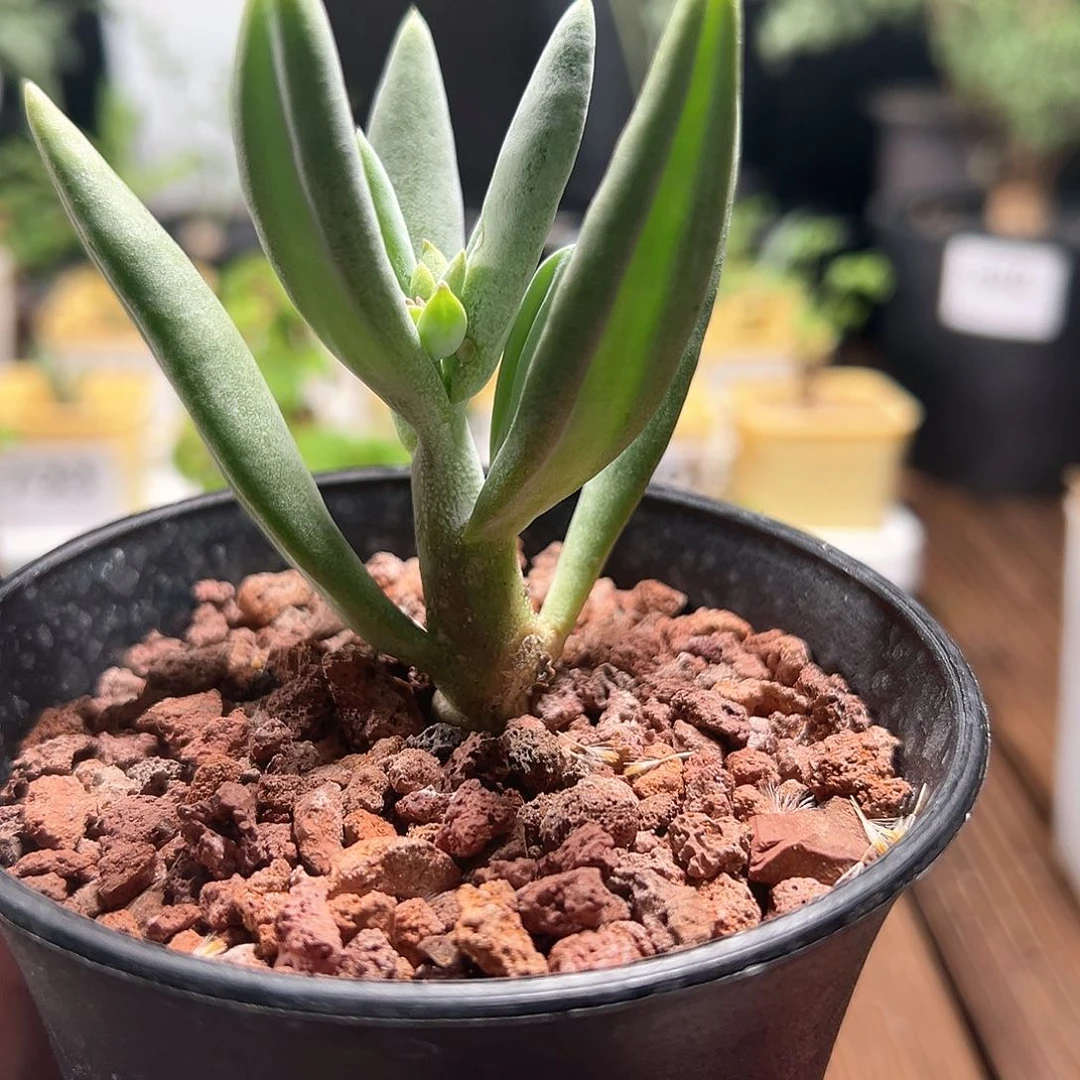 头孢千里光带盆发货