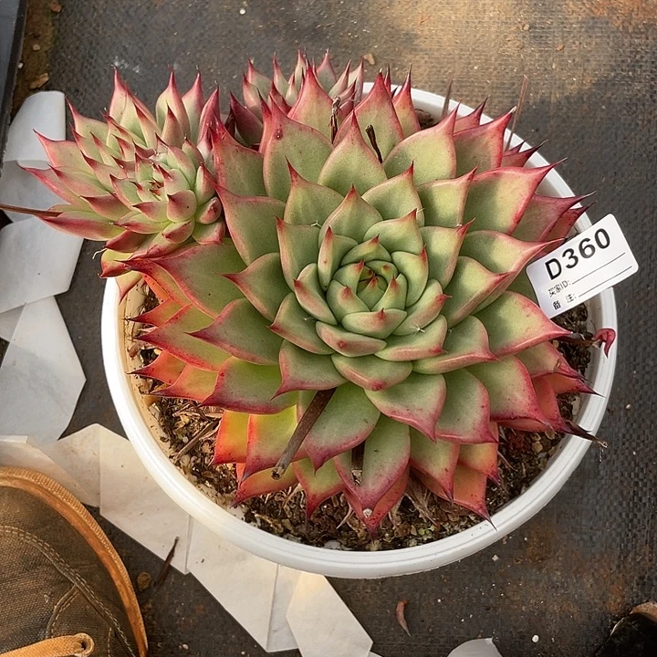 若如东云单拍D360