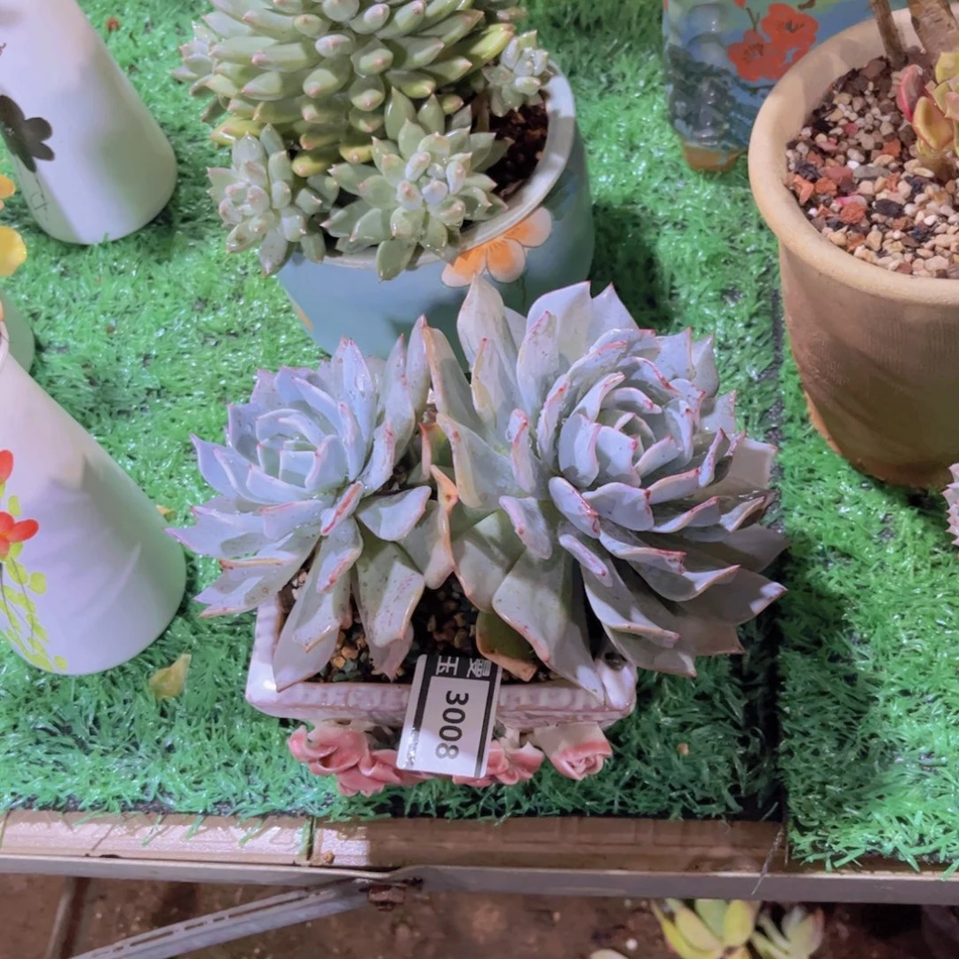 剑斯诺娃杂雪莲多肉植物3008
