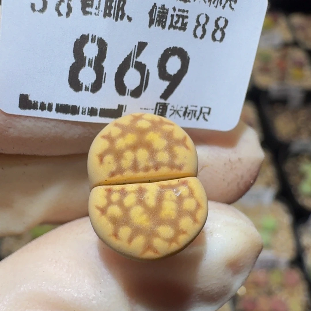 Ssss精品生石花869