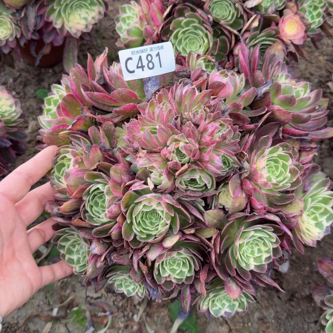 481海王。多肉植物