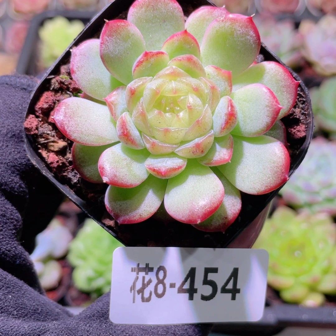 花利美8-454新品单头