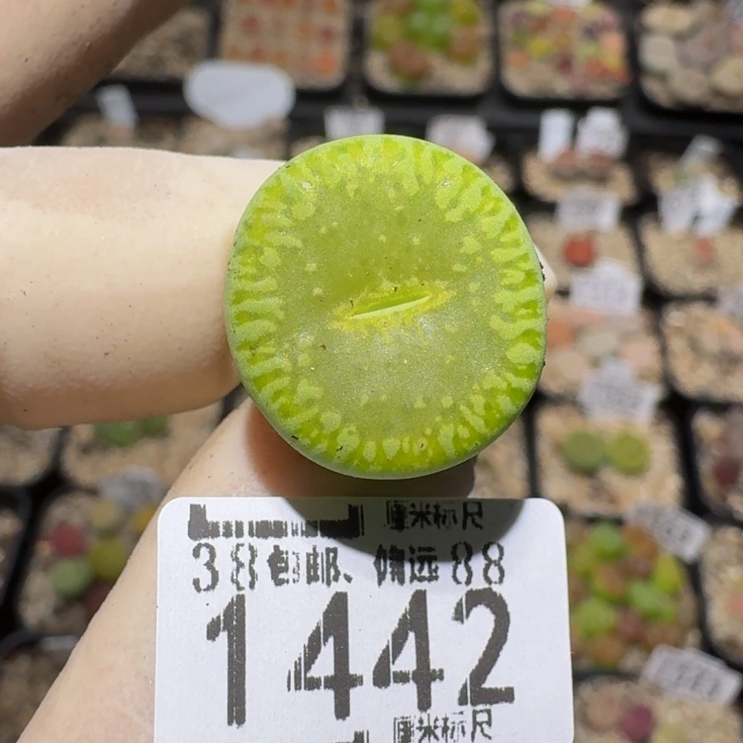 zzzzz生石花肉锥1442