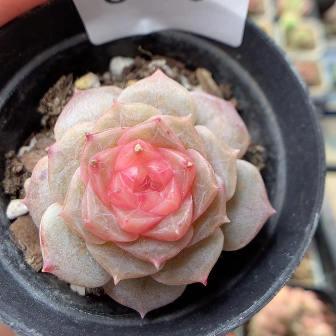 C79 ，柿子多肉20包邮两天凑单，偏远地区不发货