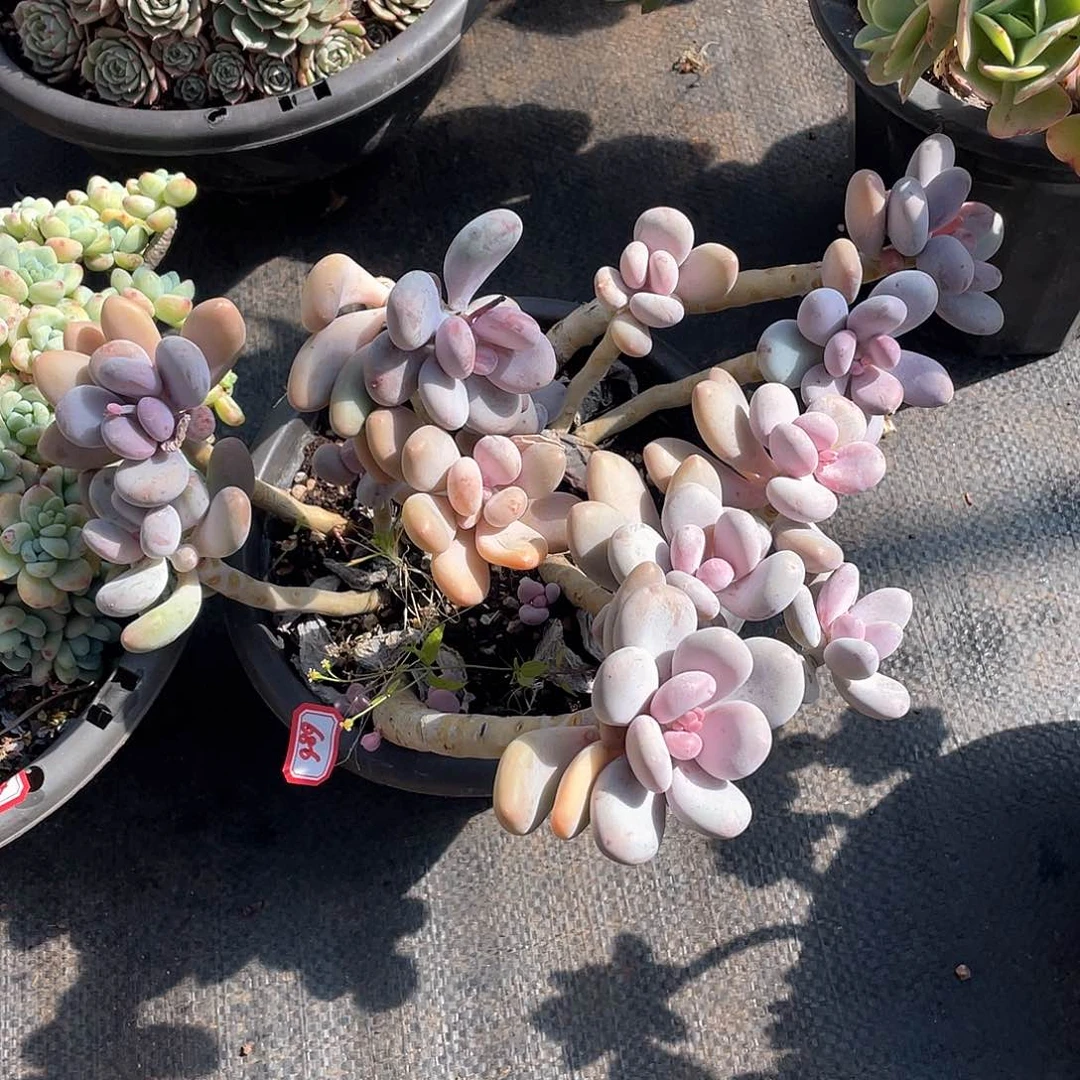 686桃美人一物一拍多肉