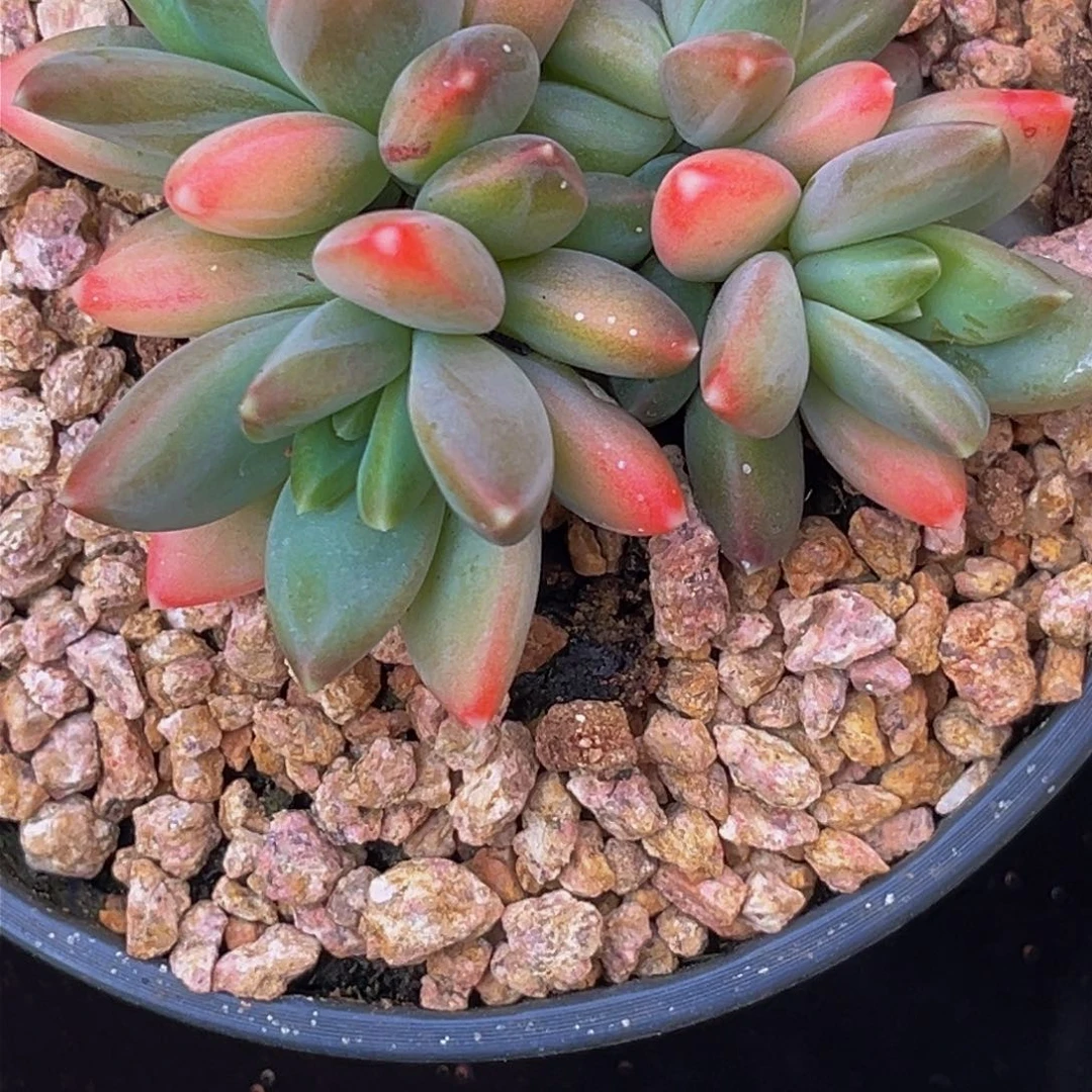 2341下午多肉植物群生