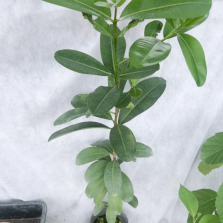 珍珠芭乐兜****糖23466666